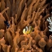 anemonefish_clarks_hr_si_v_0099_kom0604.jpg